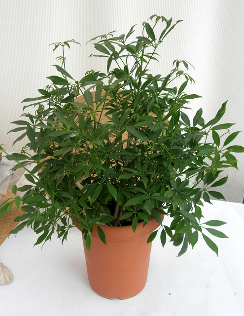 シェフレラ・コンパクター　8寸鉢観葉植物通販・販売