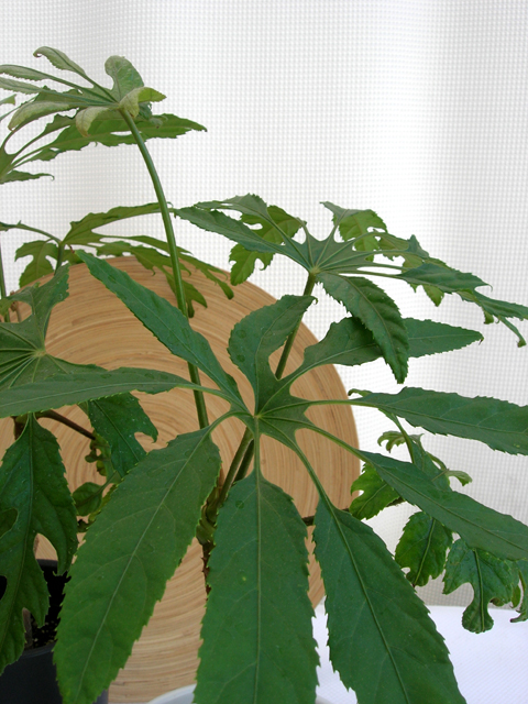 大きな雪の結晶形の葉 トレベシア・パルマータ観葉植物の種類が