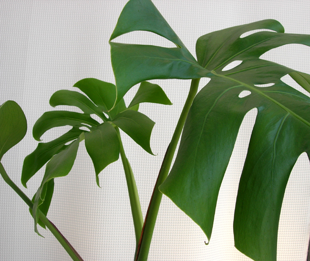 モンステラ・ロングスクエアS観葉植物通販・販売