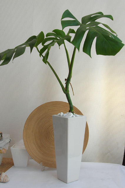 モンステラ・ロングスクエアS観葉植物通販・販売