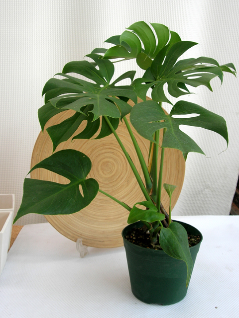 モンステラ　デリシオサ コンパクター6寸観葉植物通販・販売