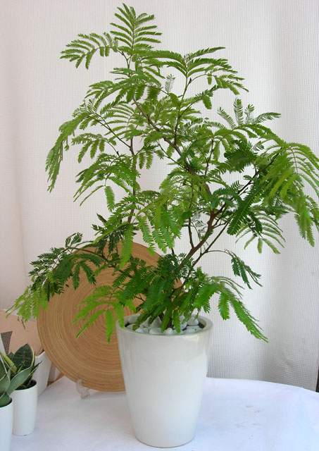 エバーフレッシュ　プレーンポット観葉植物通販・販売