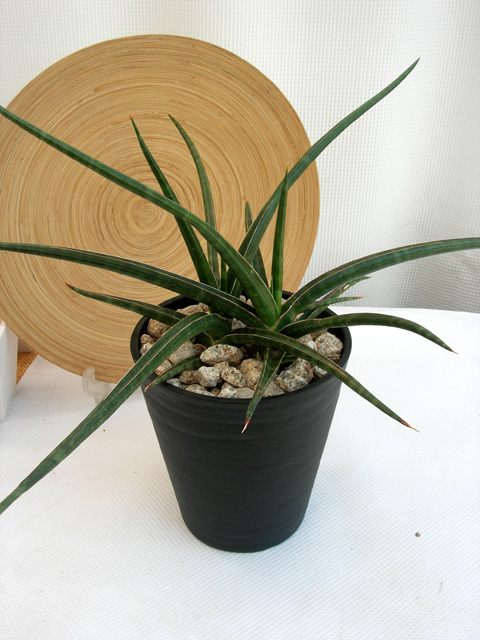 サンスベリア カウレッセンス　M観葉植物通販・販売