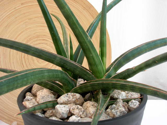 サンスベリア カウレッセンス　M観葉植物通販・販売