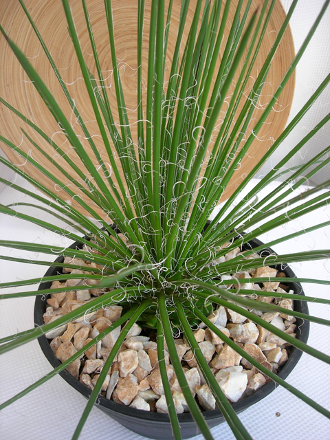 放射状にきれいなアガベ ゲミニフローラ 観葉植物の種類が豊富 通販 販売エドプランツ
