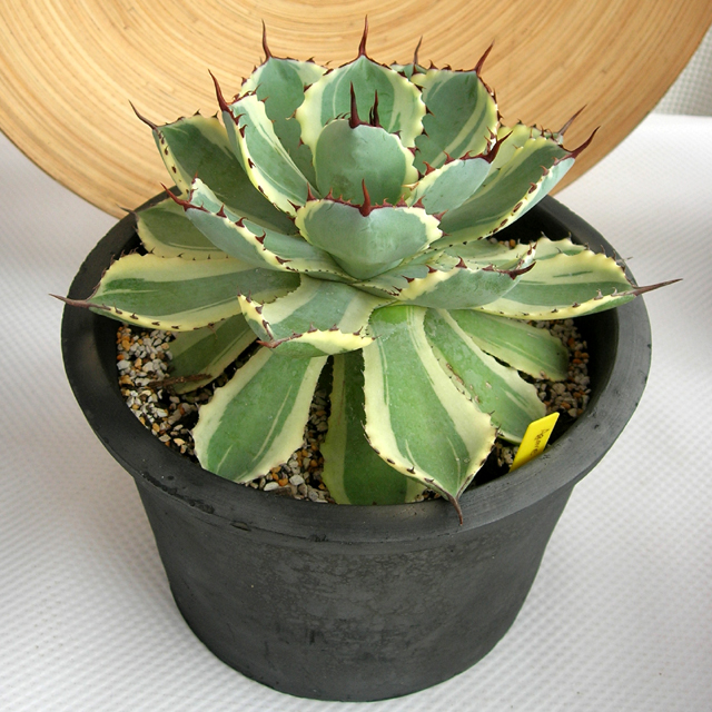 アガベ吉祥天　C9366観葉植物通販・販売