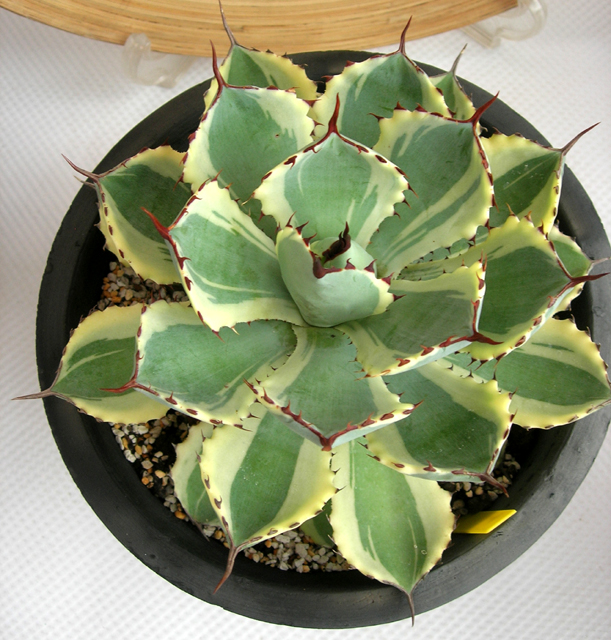 アガベ吉祥天　C9366観葉植物通販・販売