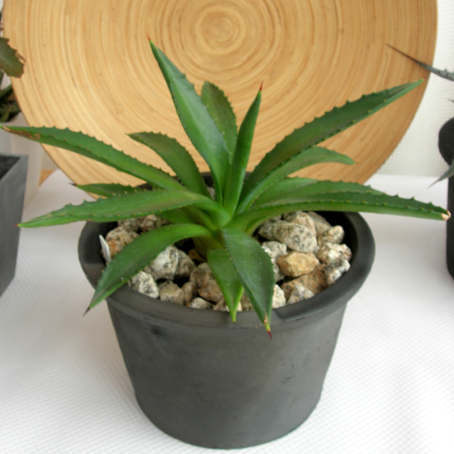 アガベsp　C9366観葉植物通販・販売