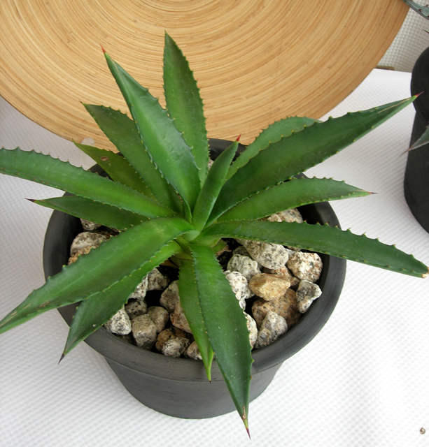 アガベsp　C9366観葉植物通販・販売