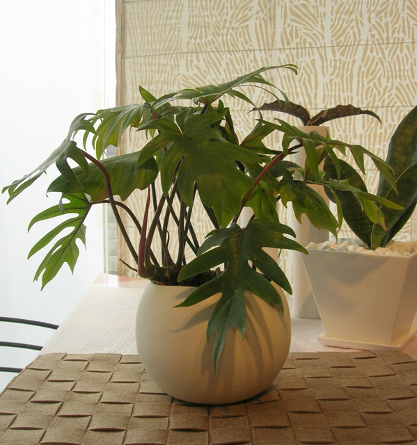 フィロデンドロ・タンゴ　Ceramic 観葉植物通販・販売
