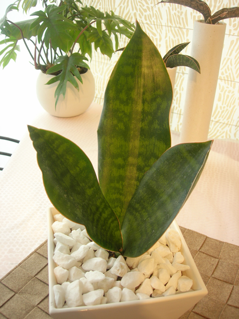 サンスベリア・グランディス　ホワイト観葉植物通販・販売 スクエア