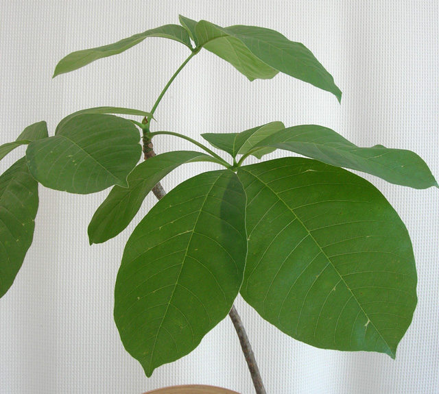 シュードボンバックス・エリプチカム観葉植物販売・通販