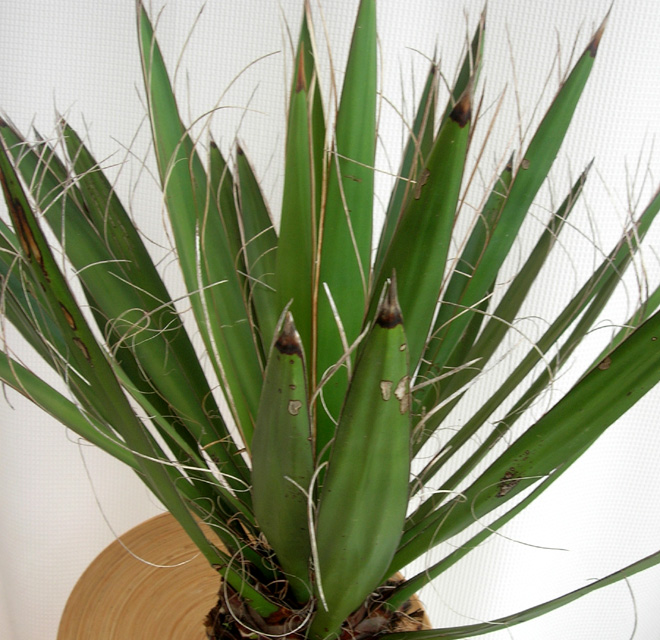 レア物です！ユッカ・カルネロサーナ観葉植物の種類が豊富 通販