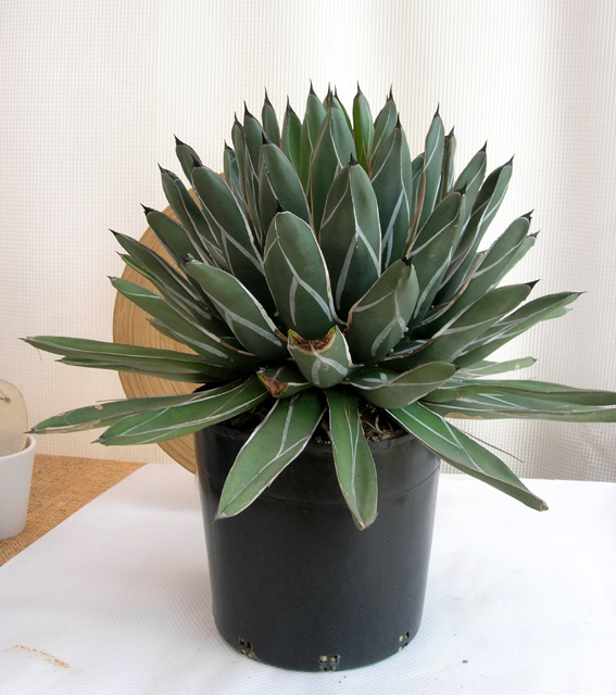 アガベ　笹吹雪 特大 　観葉植物通販・販売