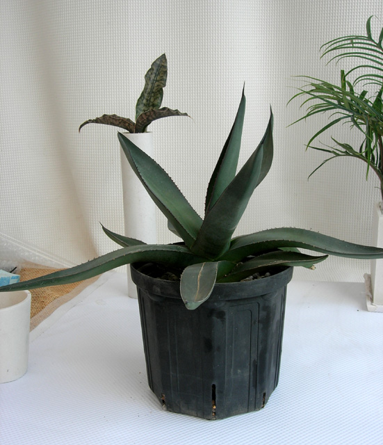 アガベ　アリゾニカ観葉植物通販・販売