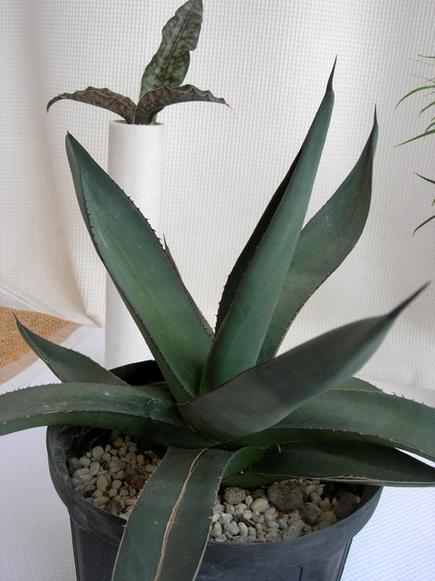 アガベ　アリゾニカ観葉植物通販・販売