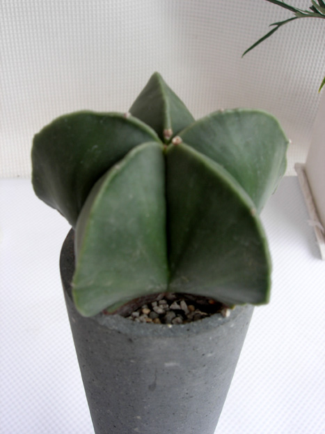 アストロフィツム・ランポウ　パウダーストーン 観葉植物通販・販売