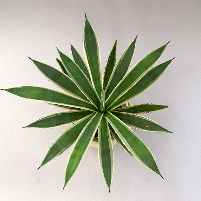 アガベ斑入アメリカーナ