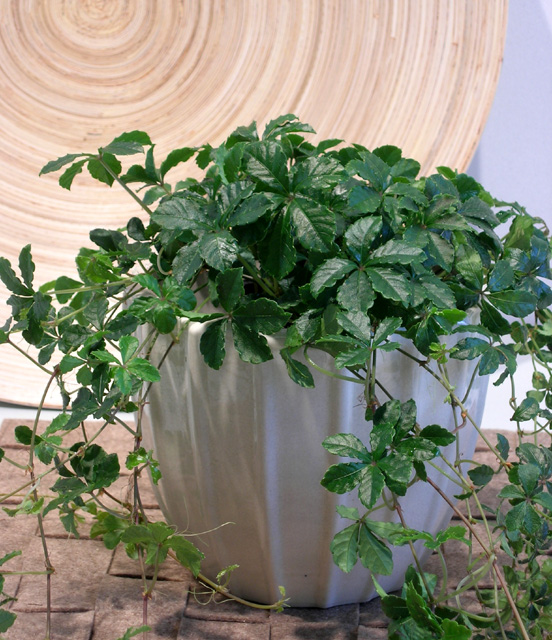 シュガーパイン